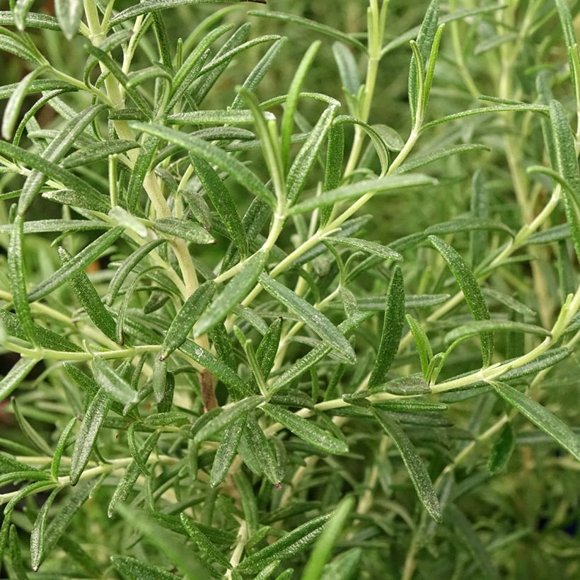 Rosmarinus officinalis Tuscan Blue - Rosmarino (Fogliame)