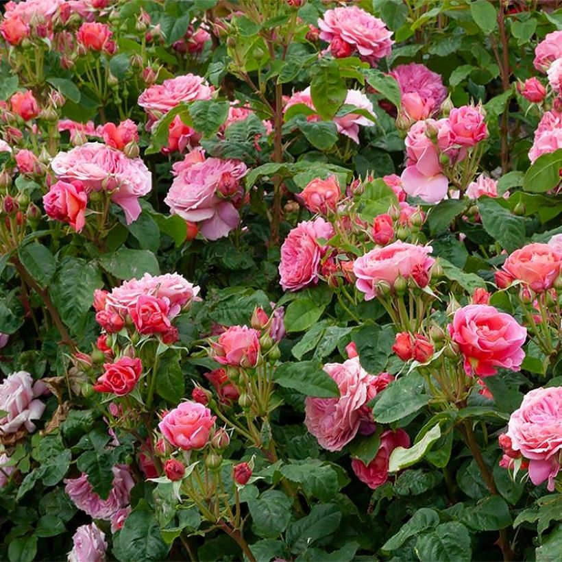 Rosa polyantha Pick'n Go Mattmag (Porto)