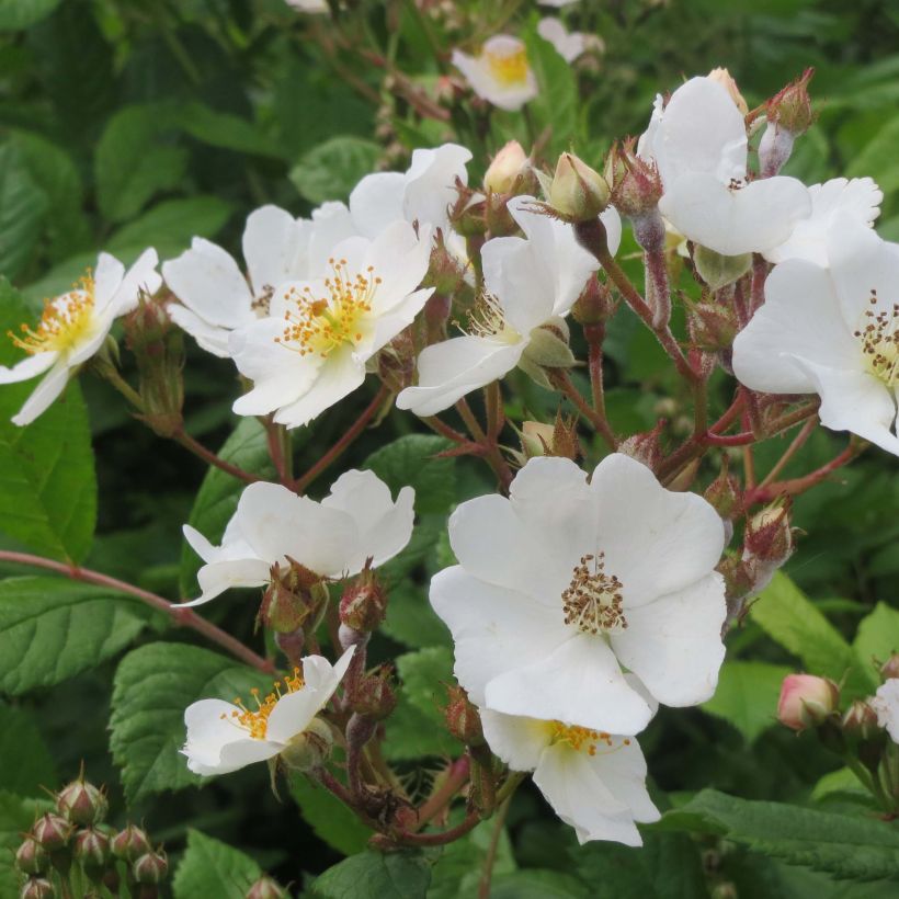 Rosa multiflora - Rosa botanico rampicante (Fioritura)