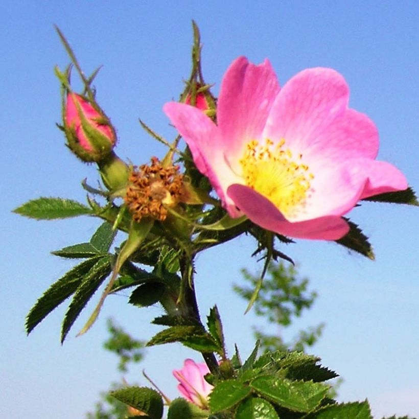 Rosa rubiginosa - Rosa balsamina (Fioritura)