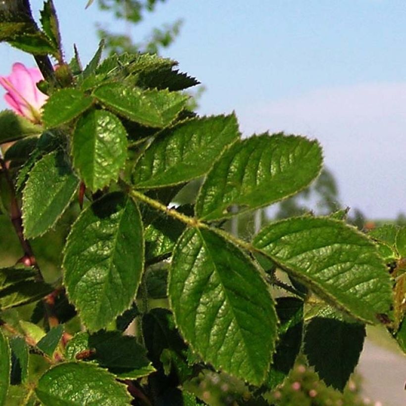 Rosa rubiginosa - Rosa balsamina (Fogliame)