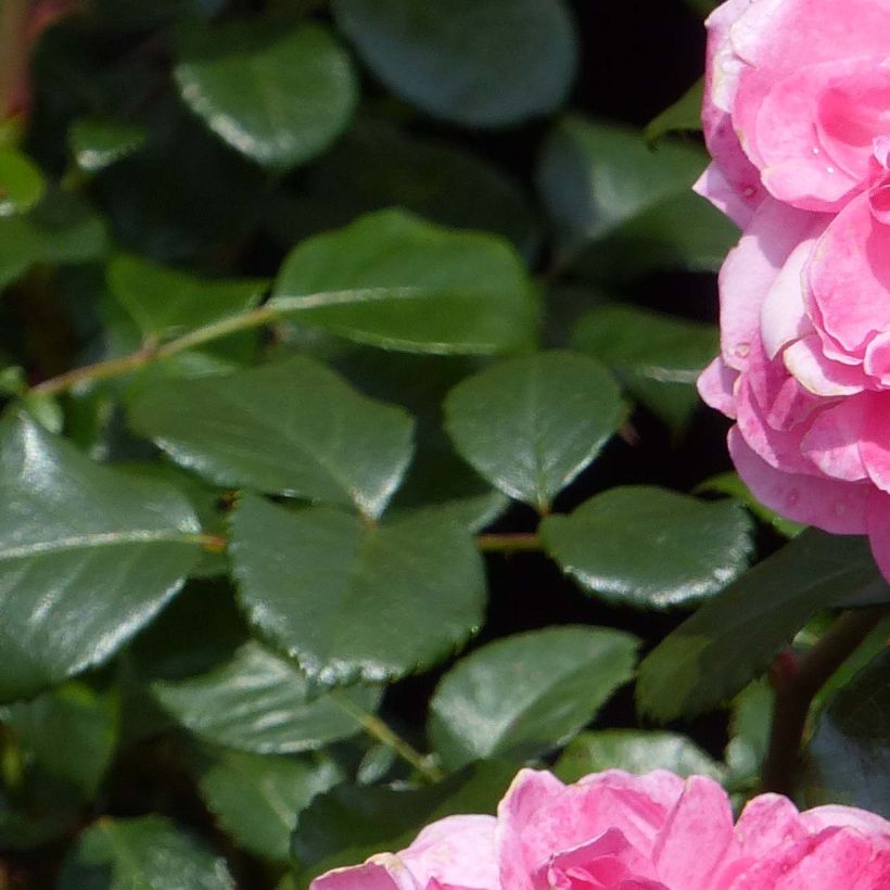 Rosa rampicante Rosarium Uetersen (Fogliame)