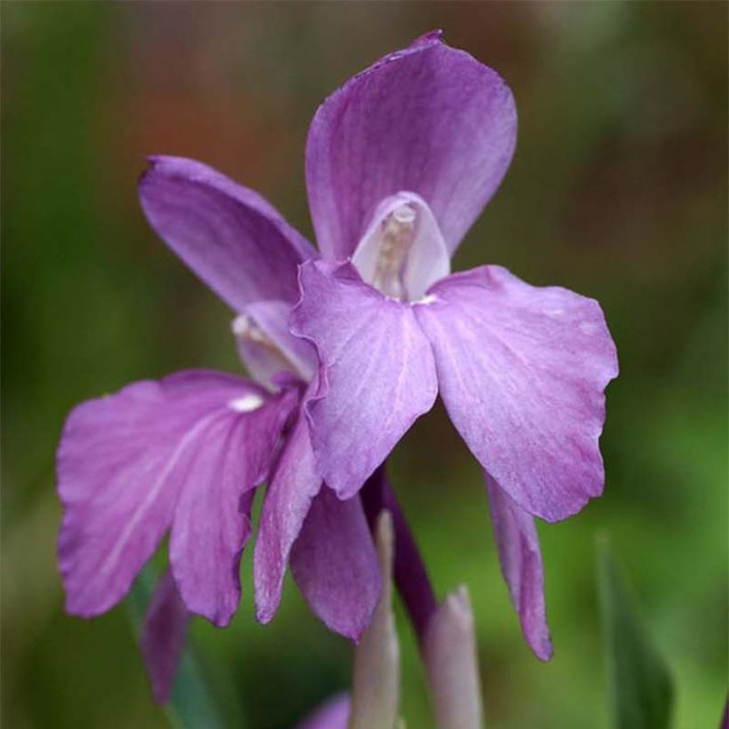 Roscoea humeana (Fioritura)