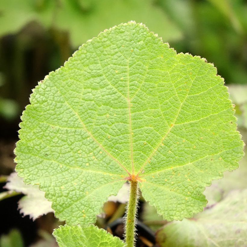 Alcea rosea Chater's Double pourpre - Malvarosa (Fogliame)