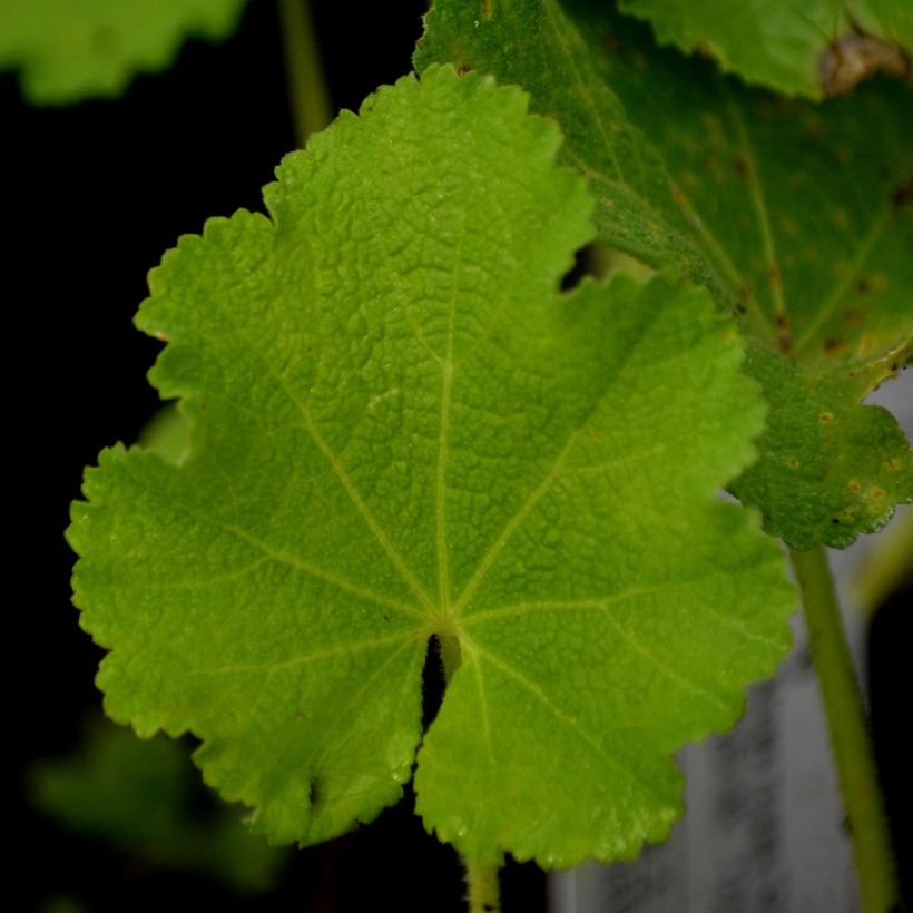 Alcea rosea Chatter's Red - Malvarosa (Fogliame)