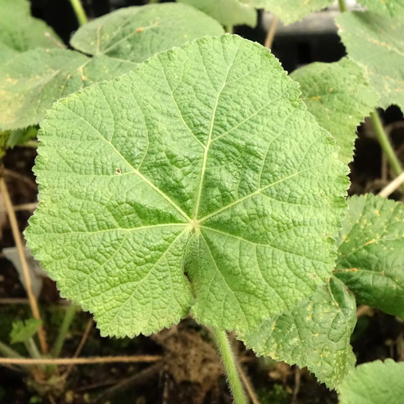 Alcea rosea Sunshine - Malvarosa (Fogliame)