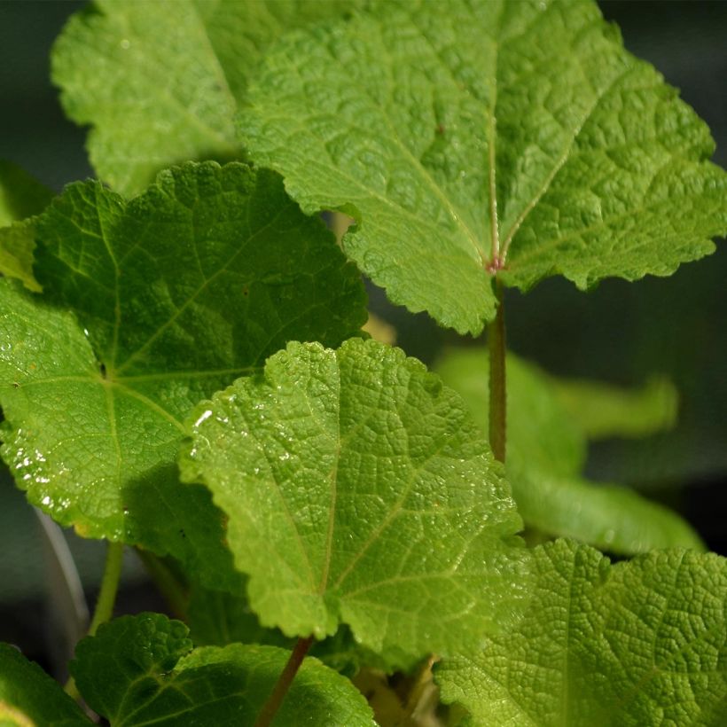 Alcea rosea Nigra - Malvarosa (Fogliame)