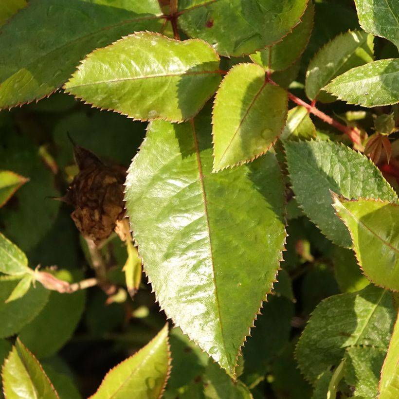 Rosa polyantha Abbatiale de Pontigny Ora 922 (Fogliame)