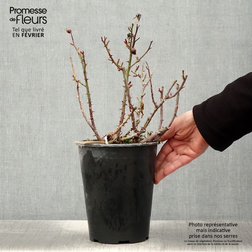 Rosier à fleurs groupées Abbatiale de Pontigny - pot de 4L/5L esemplare consegnato in inverno