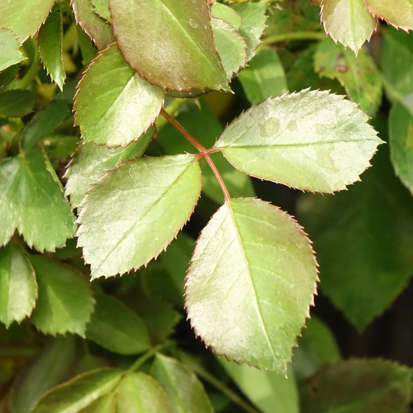 Rosa polyantha Alain (Fogliame)