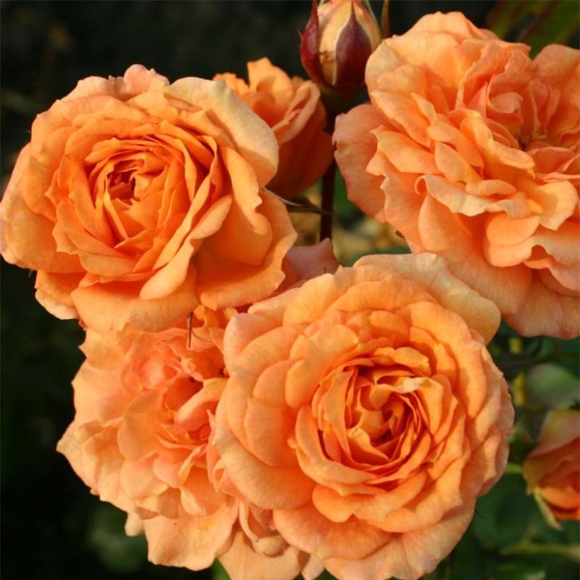 Rosa moderno Bentheimer Gold (Fioritura)