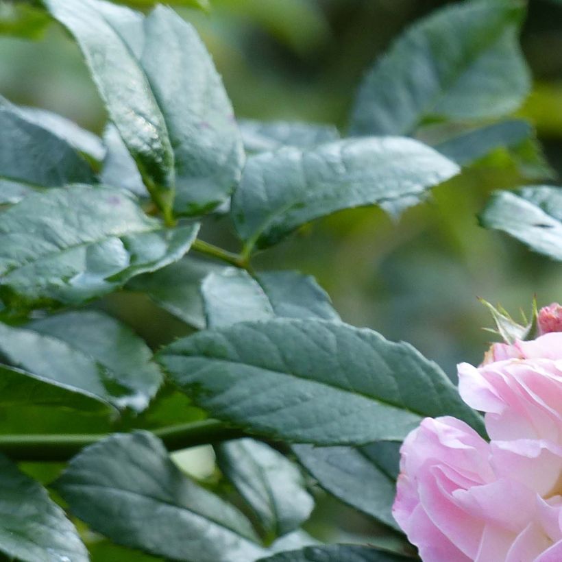 Rosa moscata Bouquet Parfait (Fogliame)