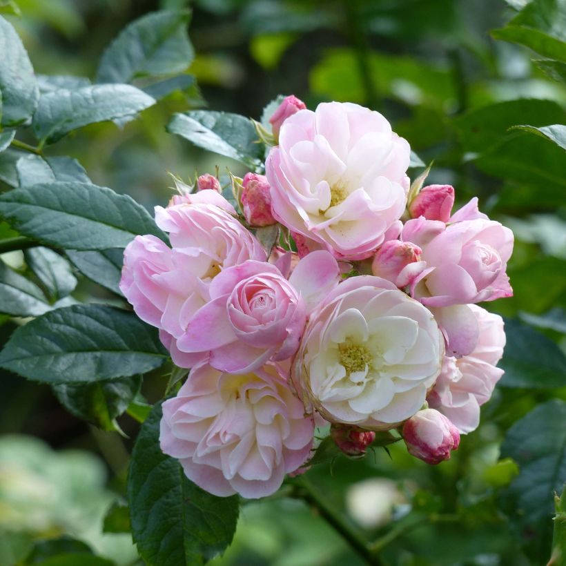 Rosa moscata Bouquet Parfait (Fioritura)