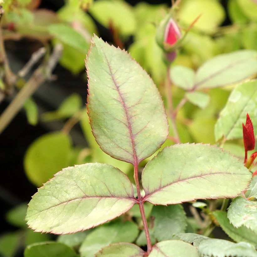 Rosa Floribunda Cherry Bonica (Fogliame)