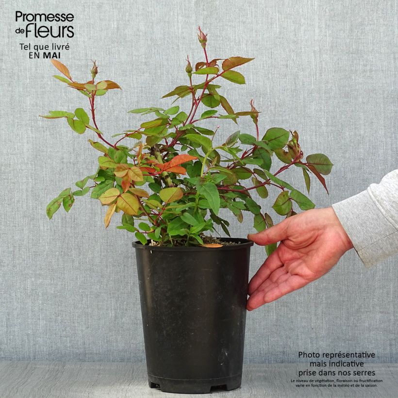 Rosier à fleurs groupées Cherry Bonica pot de 4L/5L esemplare consegnato in primavera