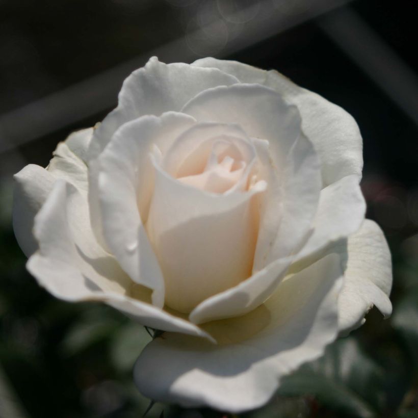 Rosa Margaret Merril (Fioritura)