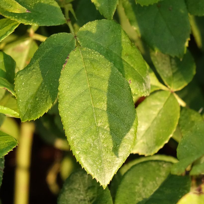 Rosa polyantha Maria Mathilda (Fogliame)