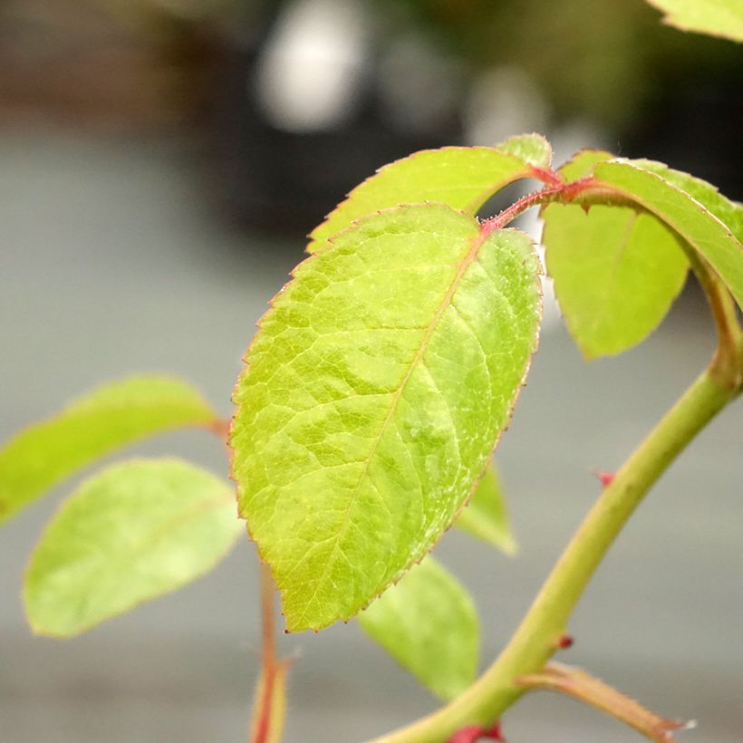 Rosa Marina Picasso (Fogliame)