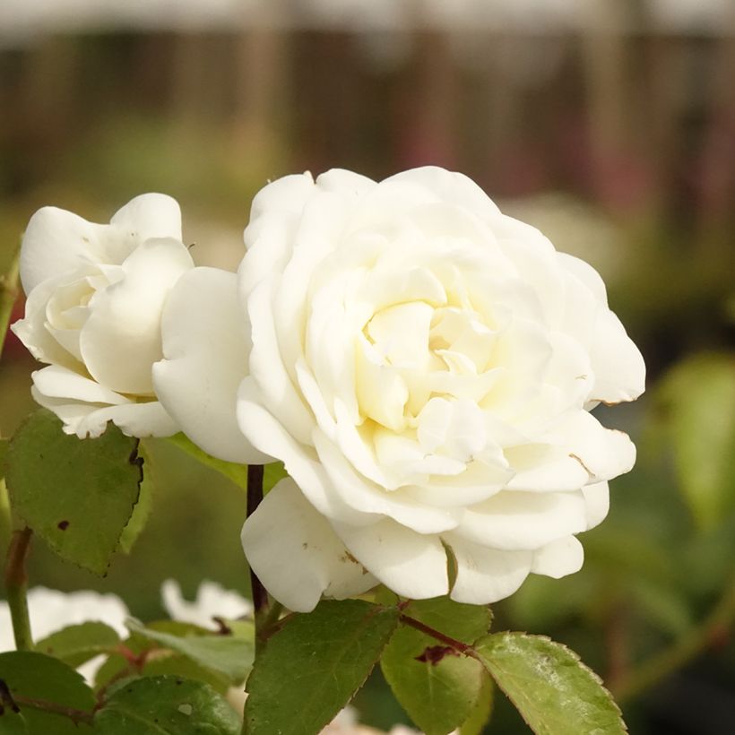 Rosa Marina Picasso (Fioritura)