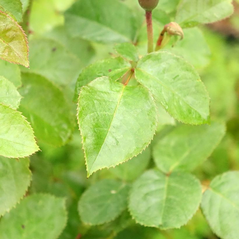 Rosa polyantha Martin des Senteurs (Fogliame)