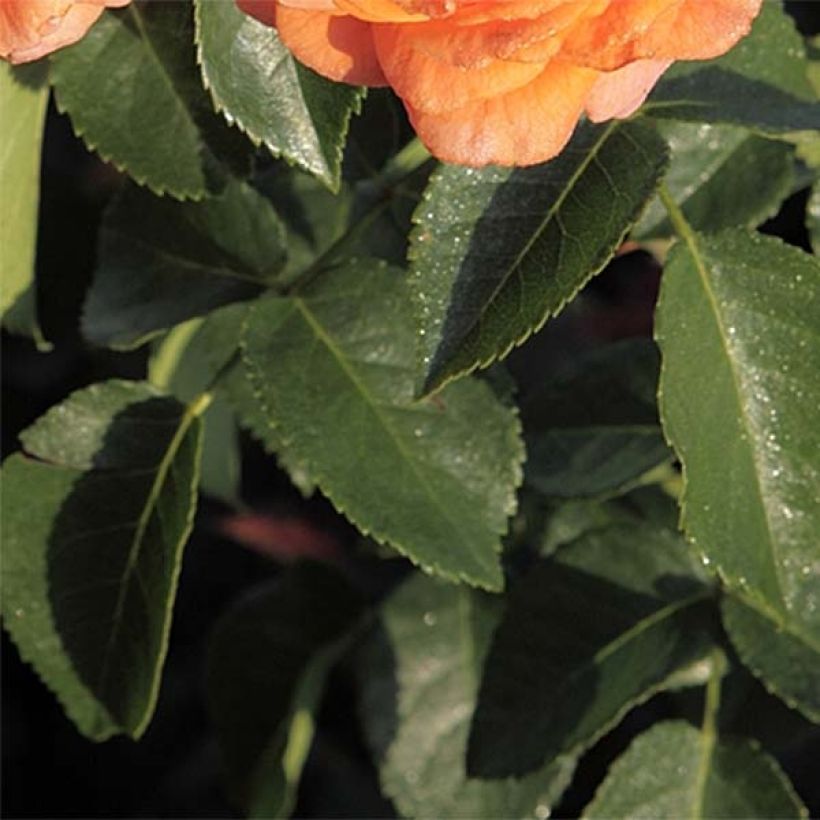 Rosa polyantha Orangerie (Fogliame)