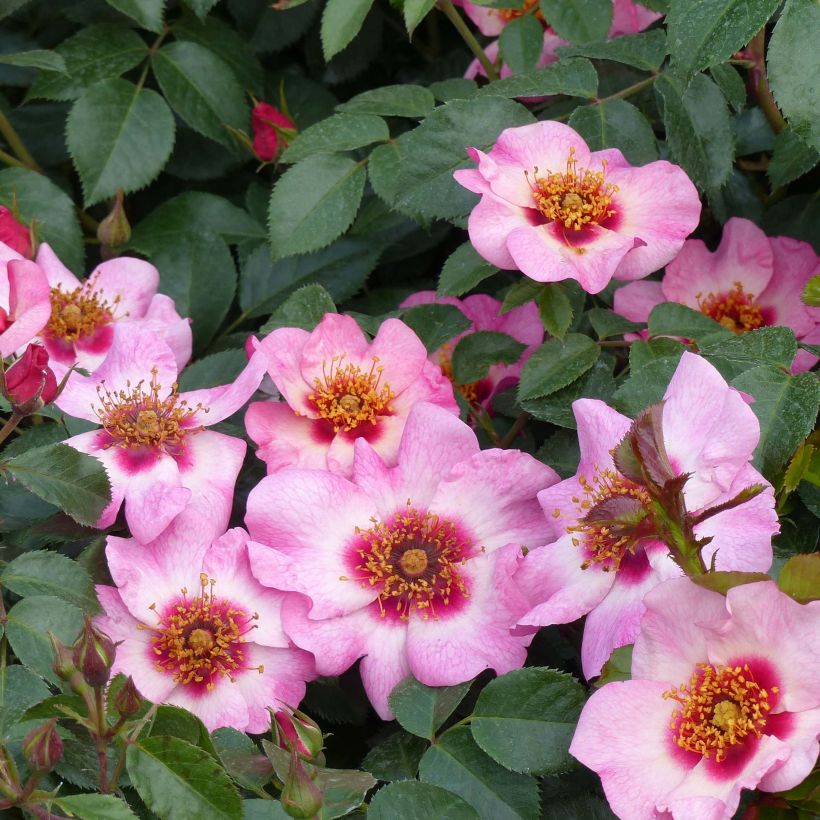 Rosa Floribunda Peace and Love (Fioritura)