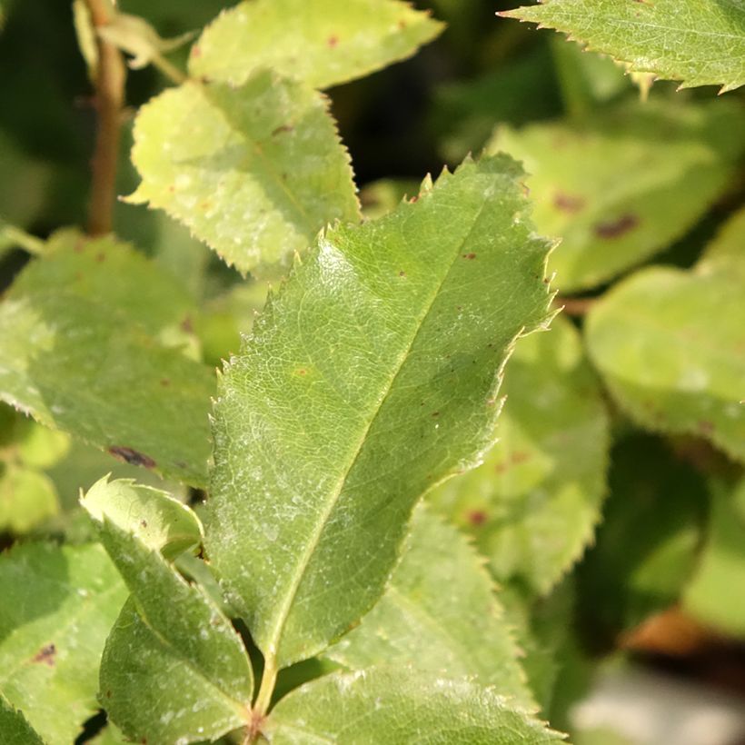 Rosa polyantha Quinte Flush (Fogliame)