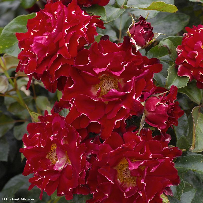 Rosa Red Lady Ruffles (Fioritura)