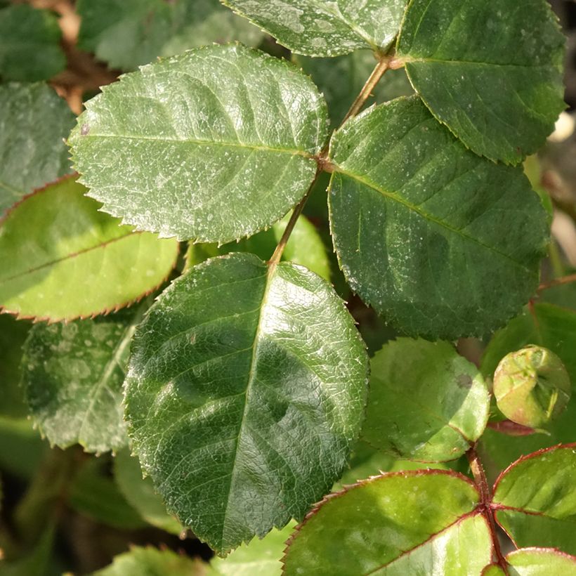 Rosa polyantha Salto (Fogliame)