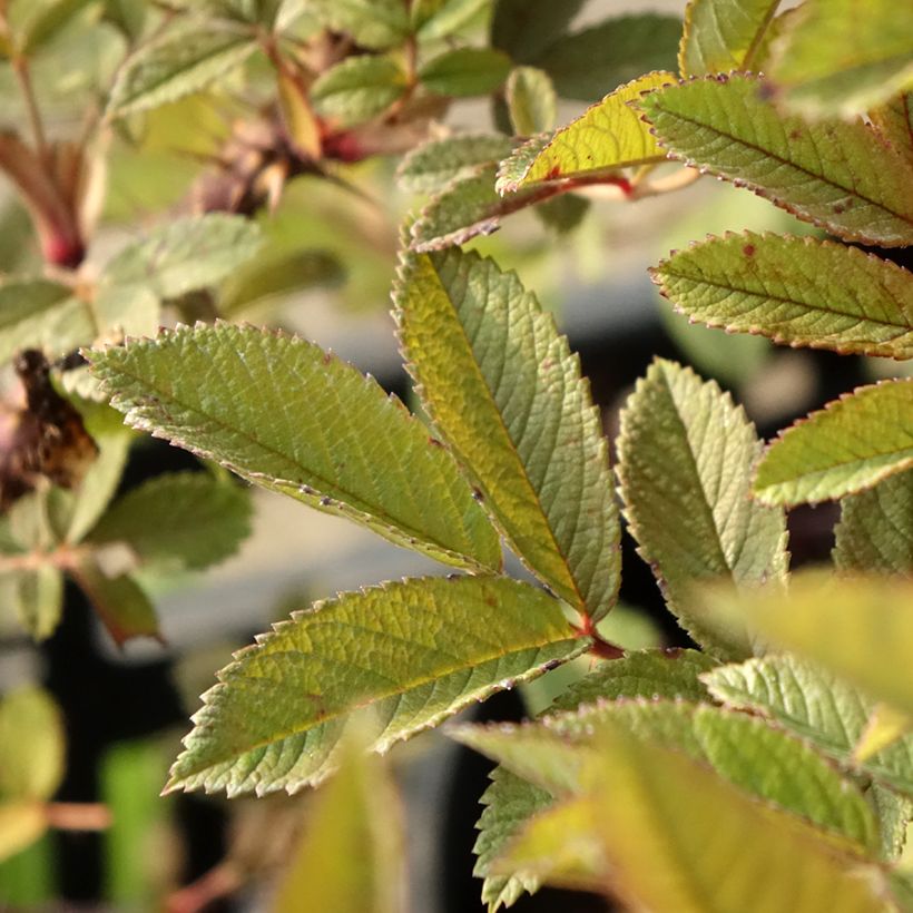 Rosa rugosa Strandperle (Fogliame)