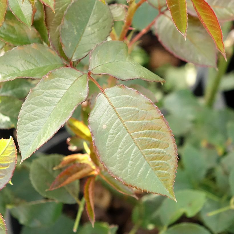 Rosa Annapurna (Fogliame)