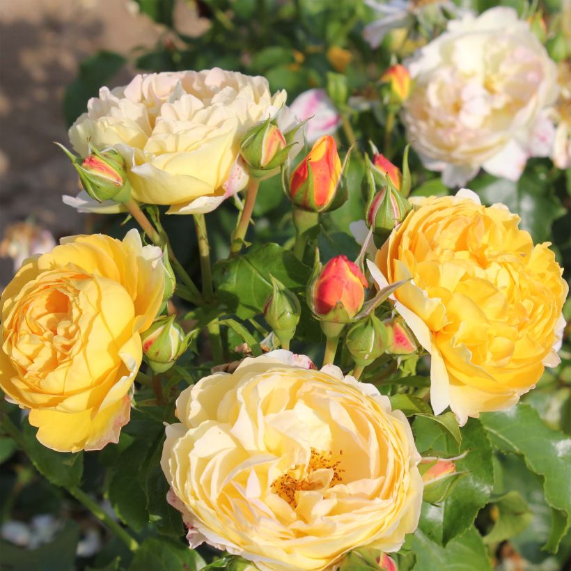 Rosa Château de Cheverny - Rose ibrida di tea (Fioritura)