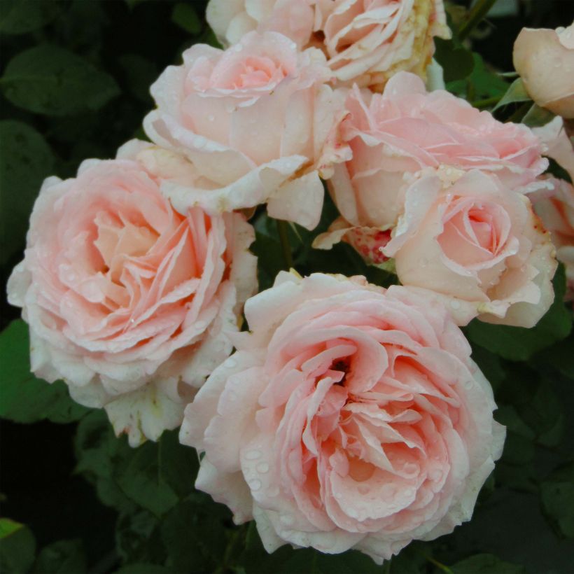 Rosa Clair Renaissance - Rose ibrida di tea (Fioritura)