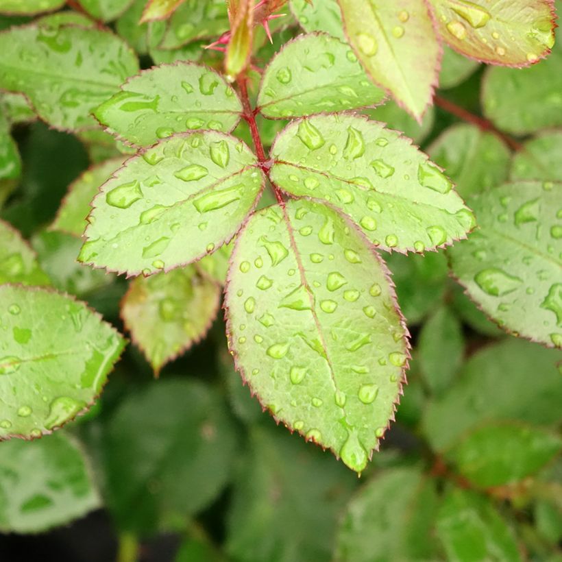 Rosa Eleganza Meine Rose - Rose ibrida di tea (Fogliame)