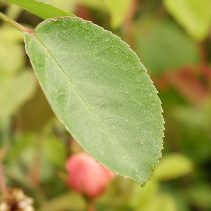 Rosa Eleganza Oh Happy Day - Rose ibrida di tea (Fogliame)