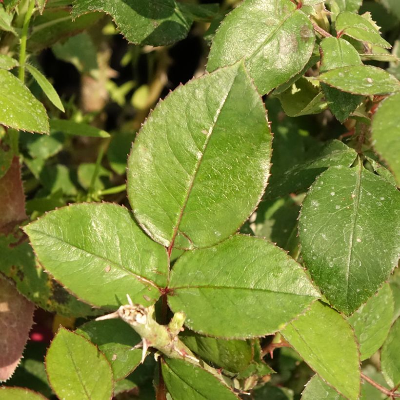 Rosa Guignol (Fogliame)