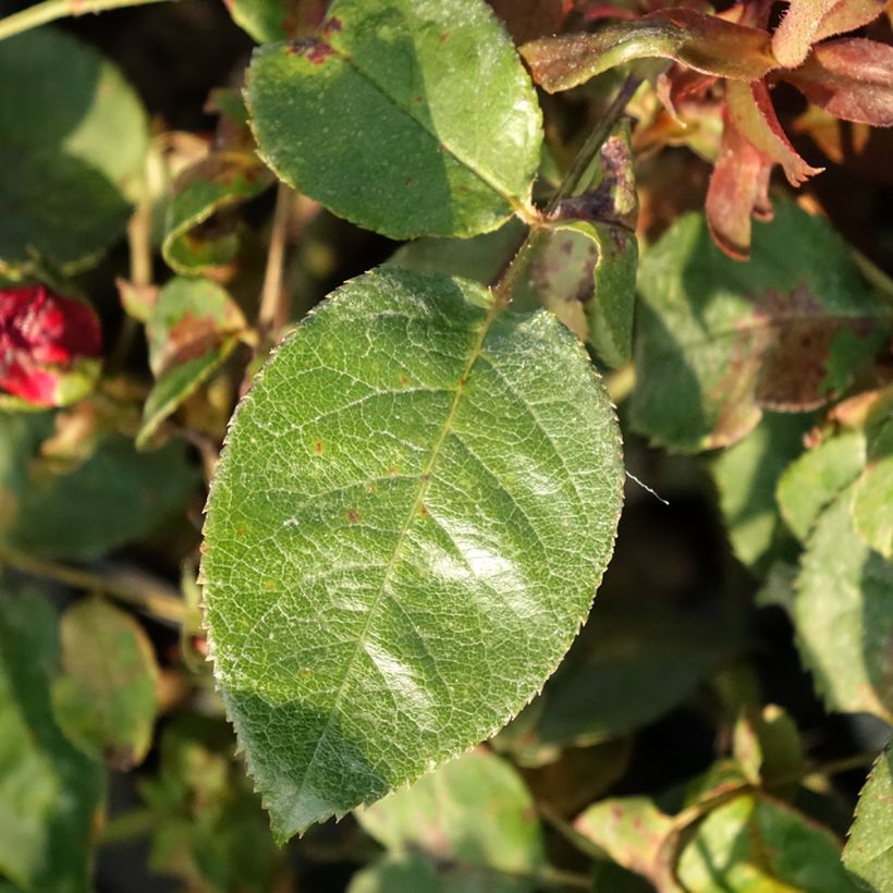 Rosa Kazatchok (Fogliame)