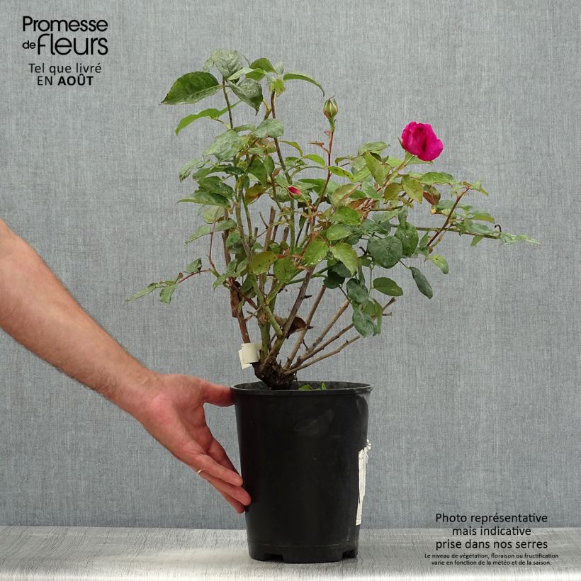 Esemplare di Rosier à grandes fleurs Kazatchok - pot de 4L/5L consegnato in estate