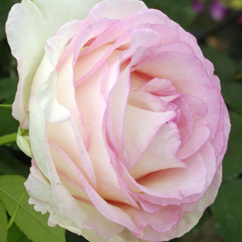 Rosa Moonstone - Rose ibrida di tea (Fioritura)