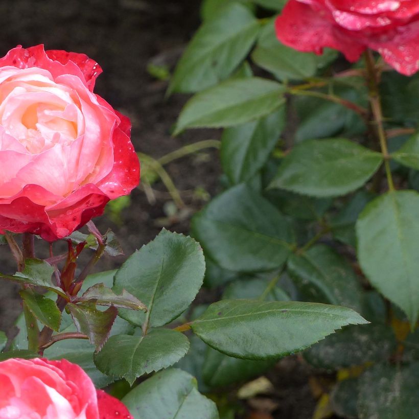 Rosa Nostalgie (Fogliame)