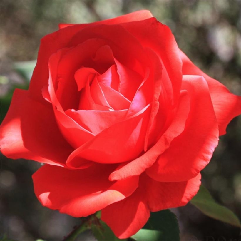 Rosa Nuage Parfumé - Rose ibrida di tea (Fioritura)