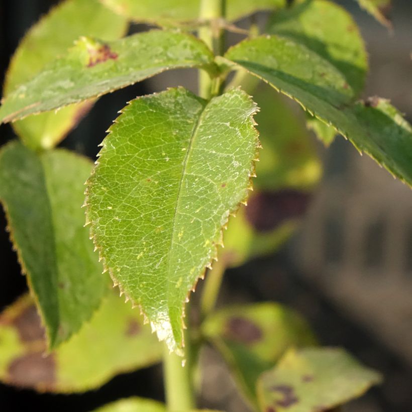 Rosa Parfum de Nantes (Fogliame)