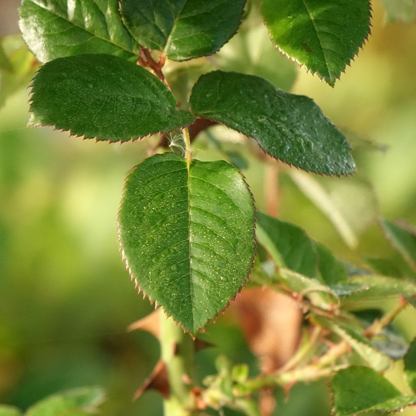 Rosa Pink Paradise - Rose ibrida di tea (Fogliame)