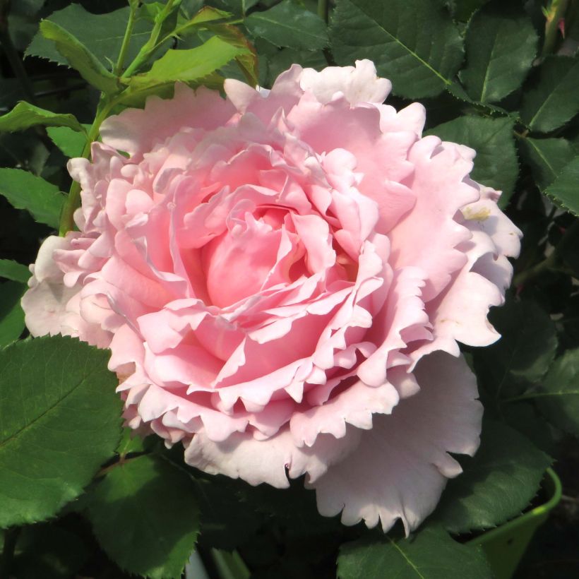 Rosa Sophie Rochas - Rose ibrida di tea (Fioritura)