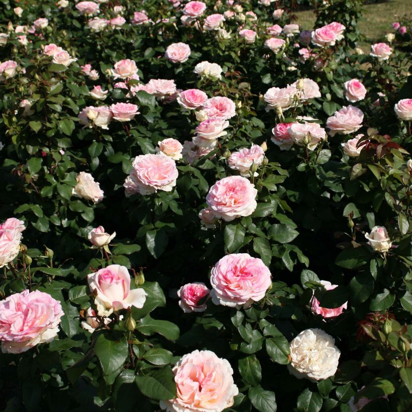 Rosa Souvenir de Baden-Baden - Rose ibrida di tea (Porto)