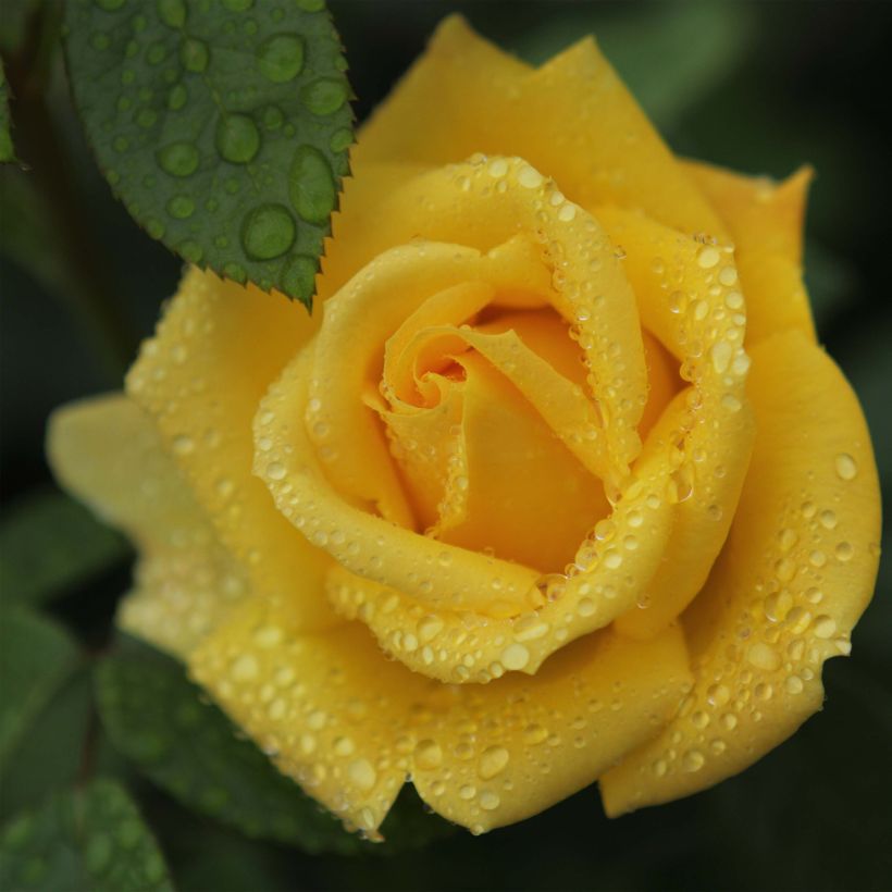 Rosa polyantha Arthur Bell (Fioritura)