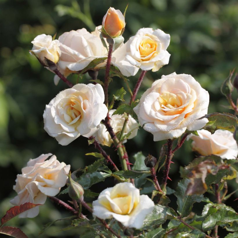 Rosa polyantha Sweet Honey (Fioritura)