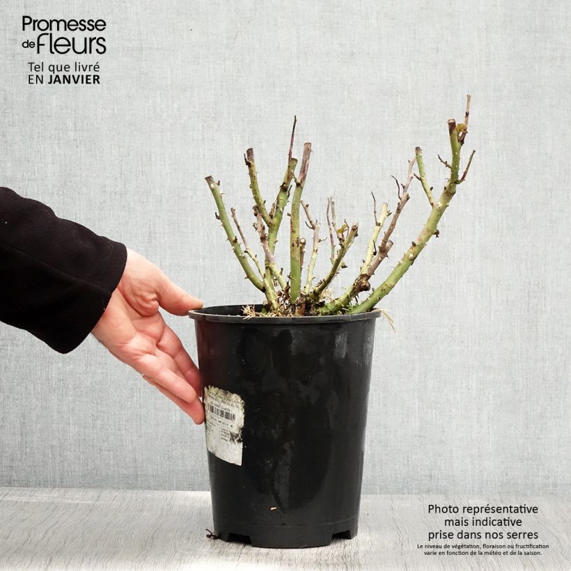 Rosier à pétales comestibles Tiramisu Bio - Pot de 4L/5L esemplare consegnato in inverno