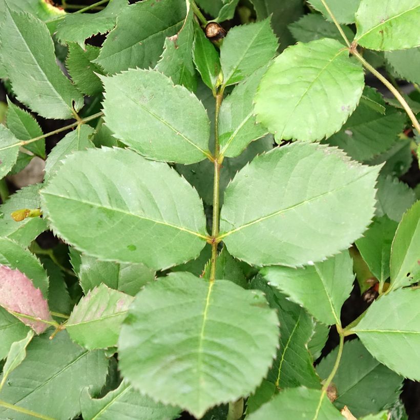 Rosa moscata Felicia (Fogliame)