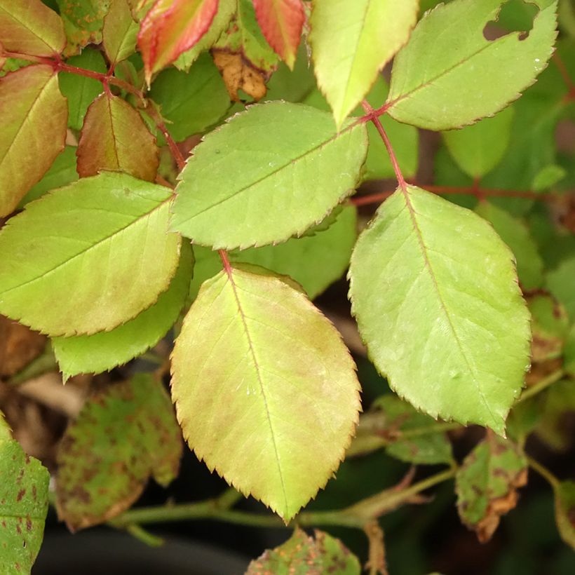 Rosa Gruss An Aachen - Rose ibrida di tea (Fogliame)